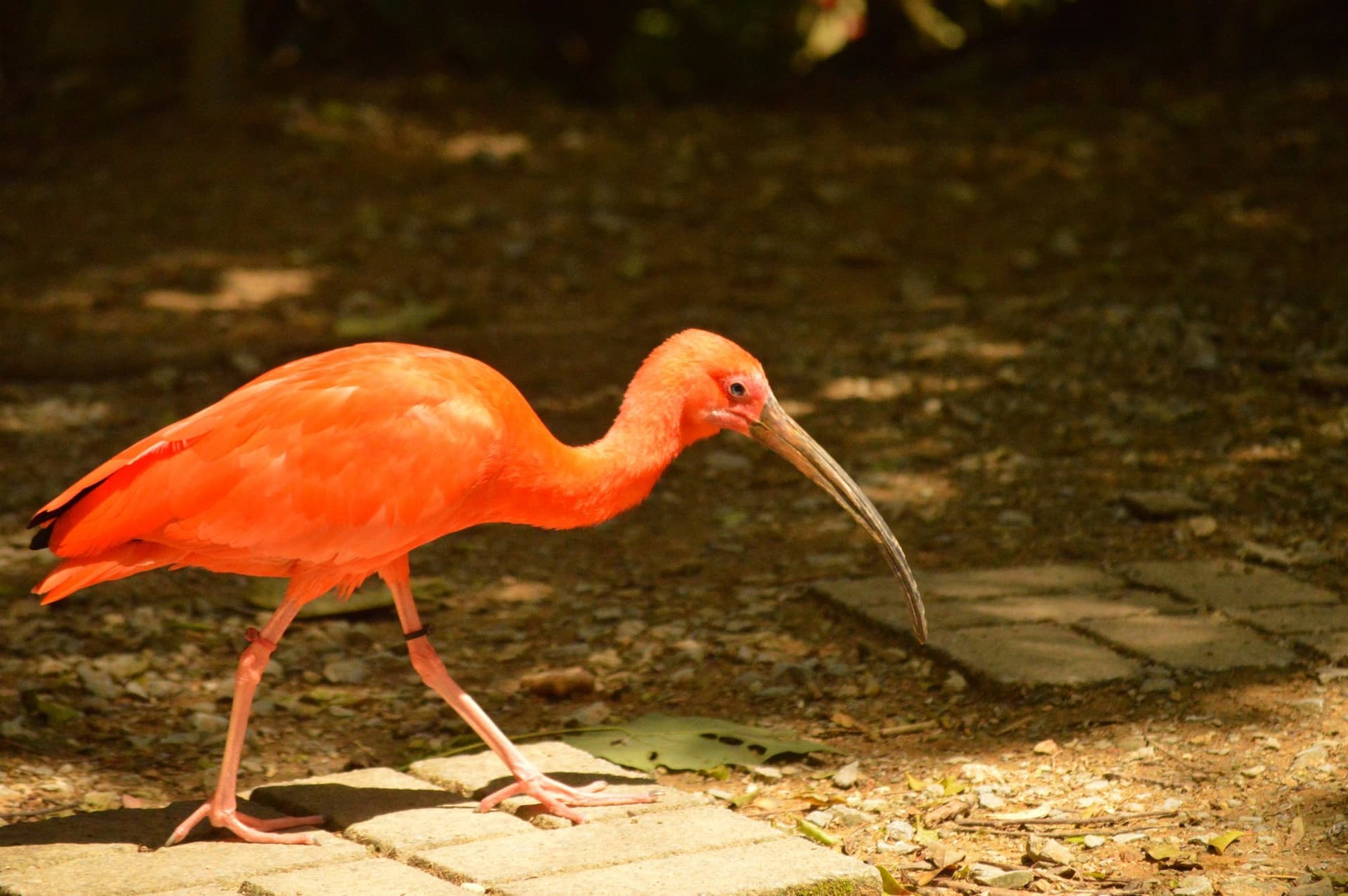 Neo Park Okinawa - image 7