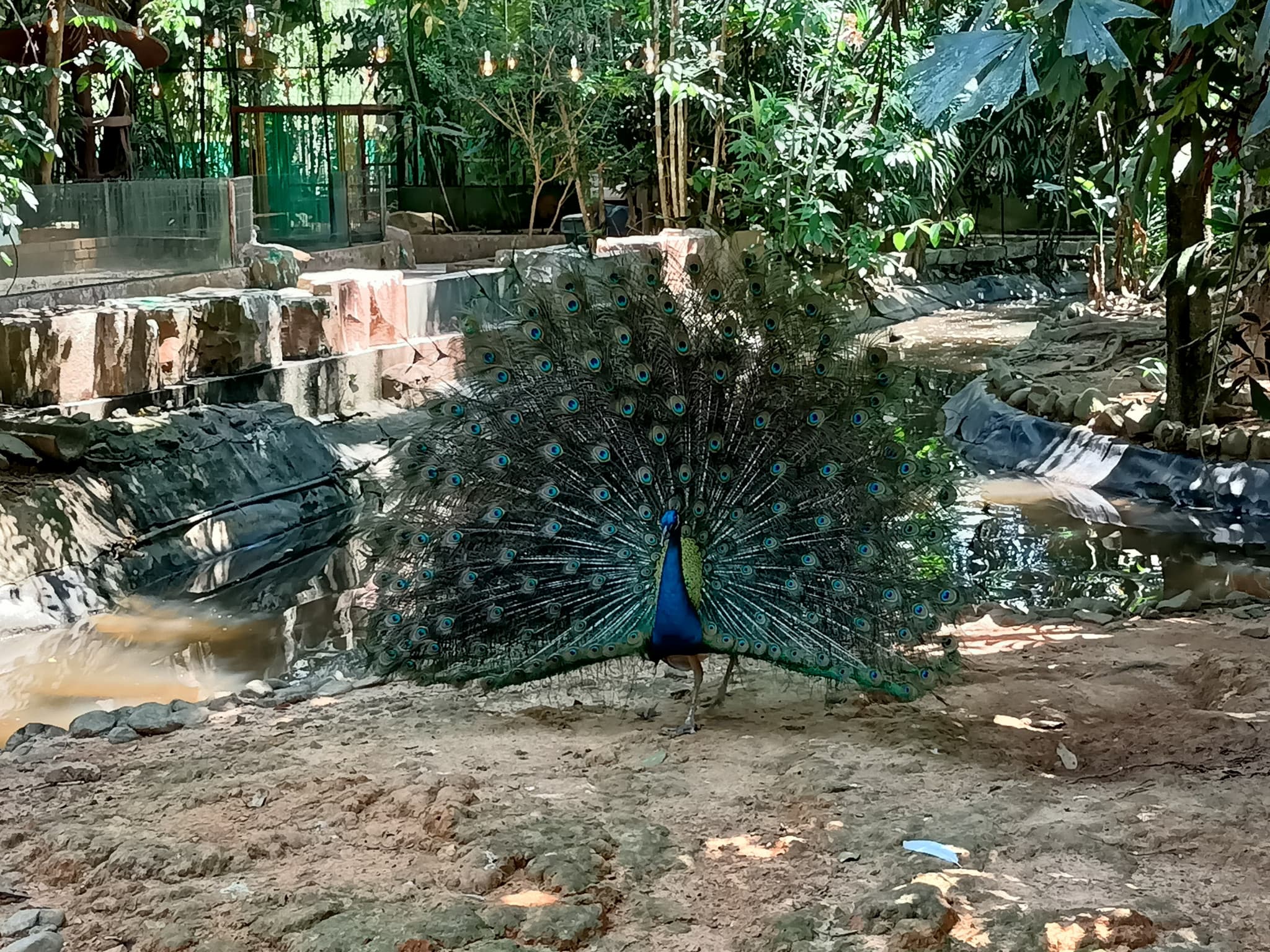 Langkawi Wildlife Park - image 17