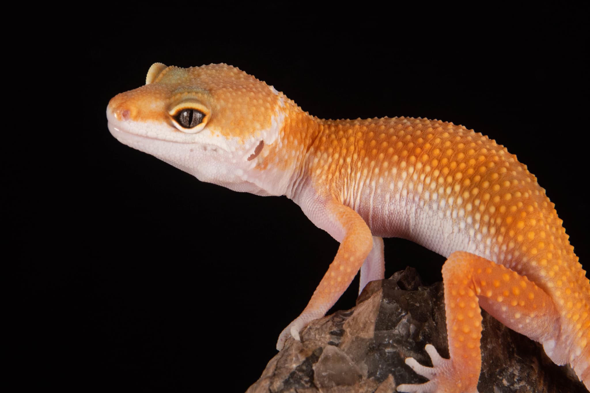 Just Farm Indoor Zoo Kuala Lumpur  (Previously Known As Just Pets Megastore) - image 11
