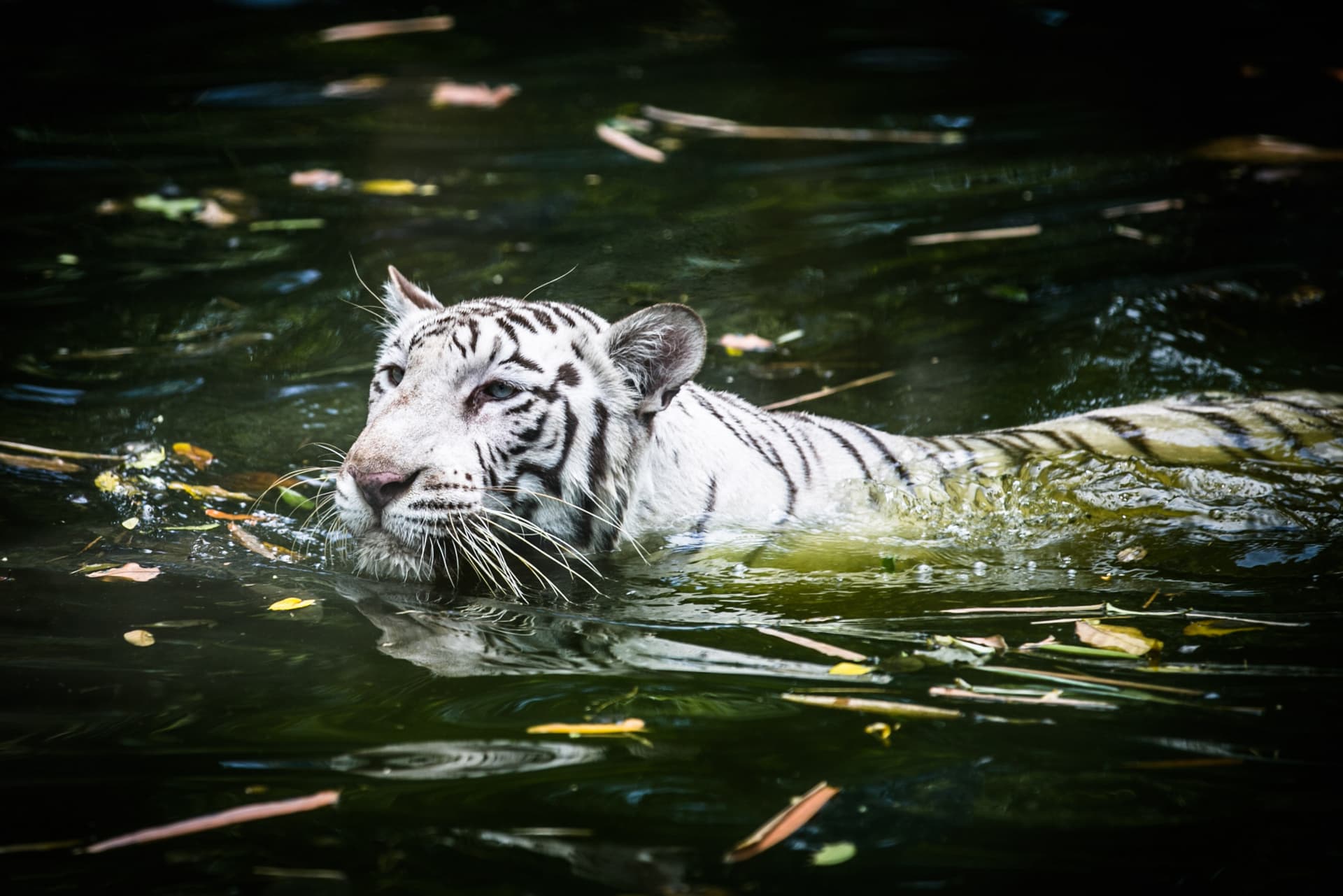 Zoo Negara Malaysia & Panda Conservation Centre Ticket - image 8