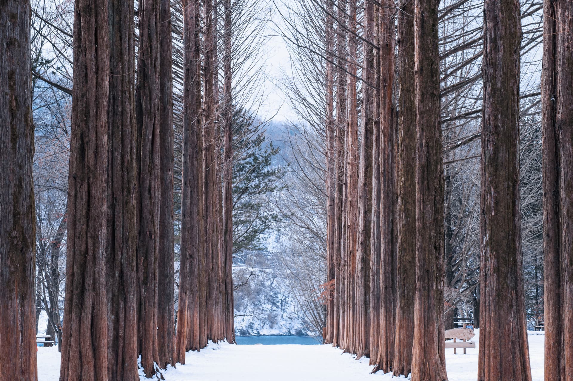 Nami Island, Petite France, Garden of Morning Calm, and Gangchon Rail Bike Tour from Seoul - image 11