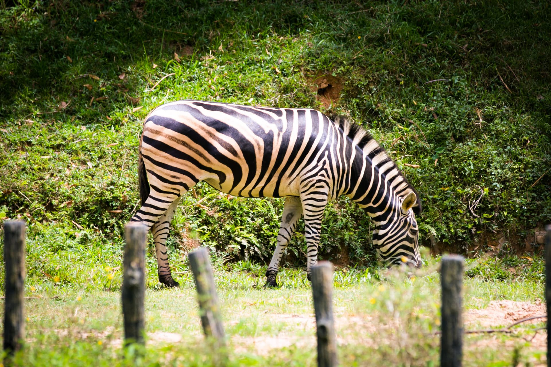 Zoo Negara Malaysia & Panda Conservation Centre Ticket - image 16
