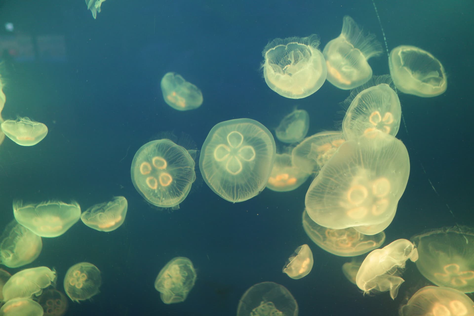 SEA LIFE COEX, Seoul Aquarium Ticket - 이미지 8