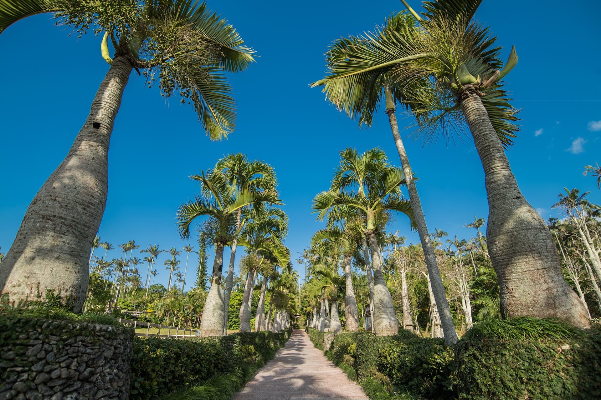 Okinawa Southeast Botanical Gardens - image 5