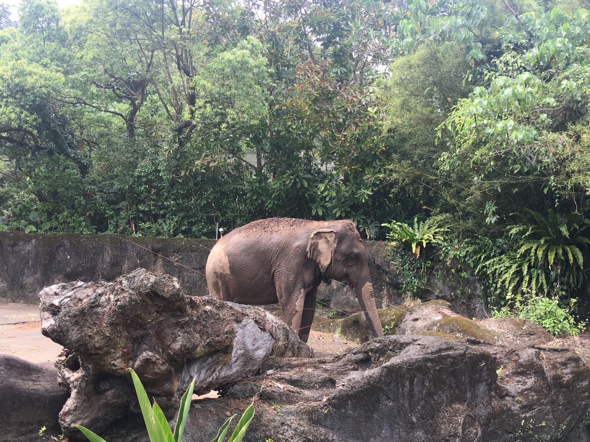 Taipei Zoo - image 7