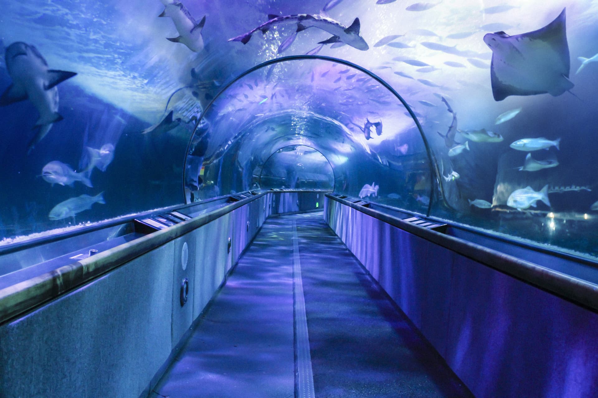 Go City San Francisco Explorer Pass: Save up to 50% on Attractions - image 9