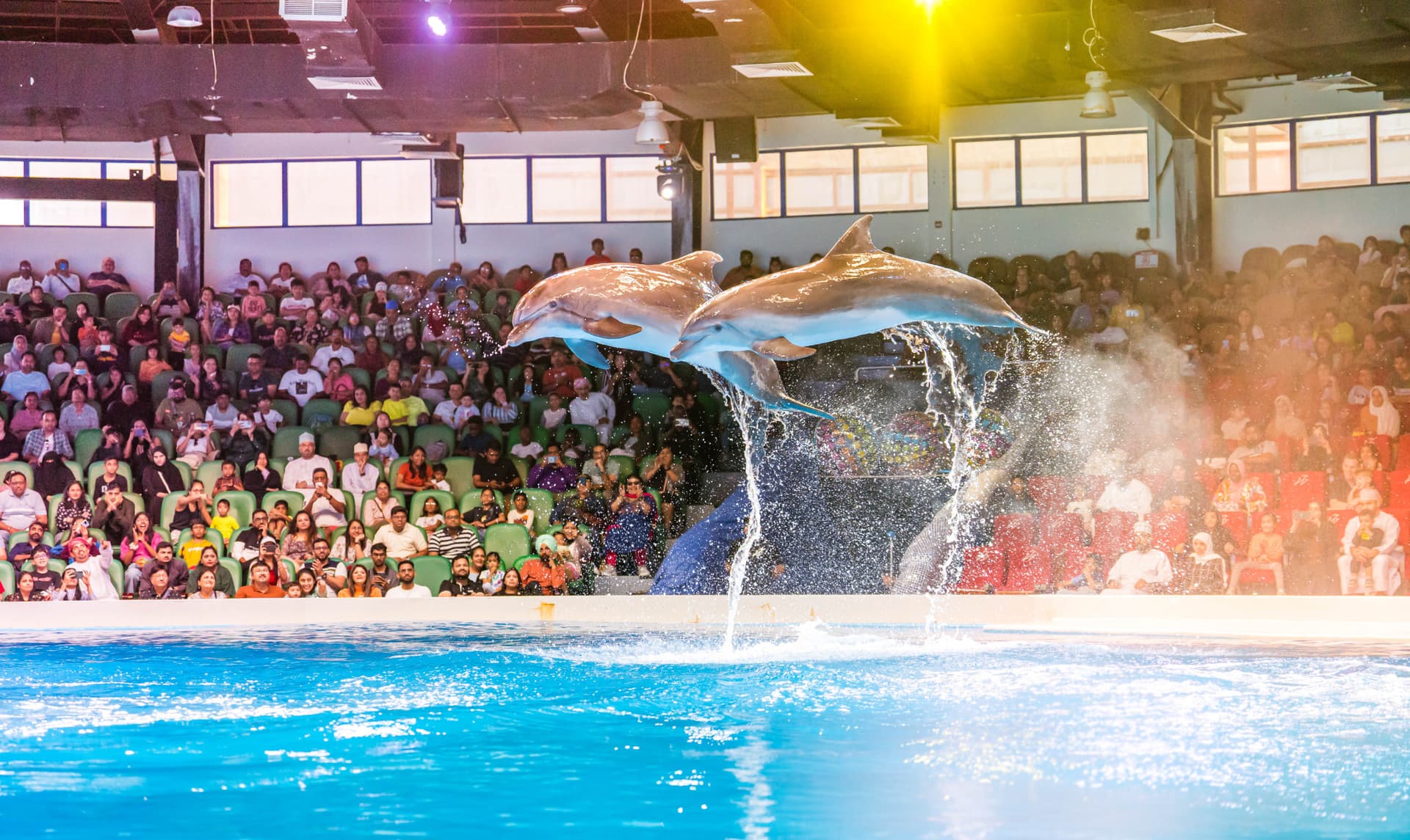 Entrada para Dubai Dolphinarium - imagen principal