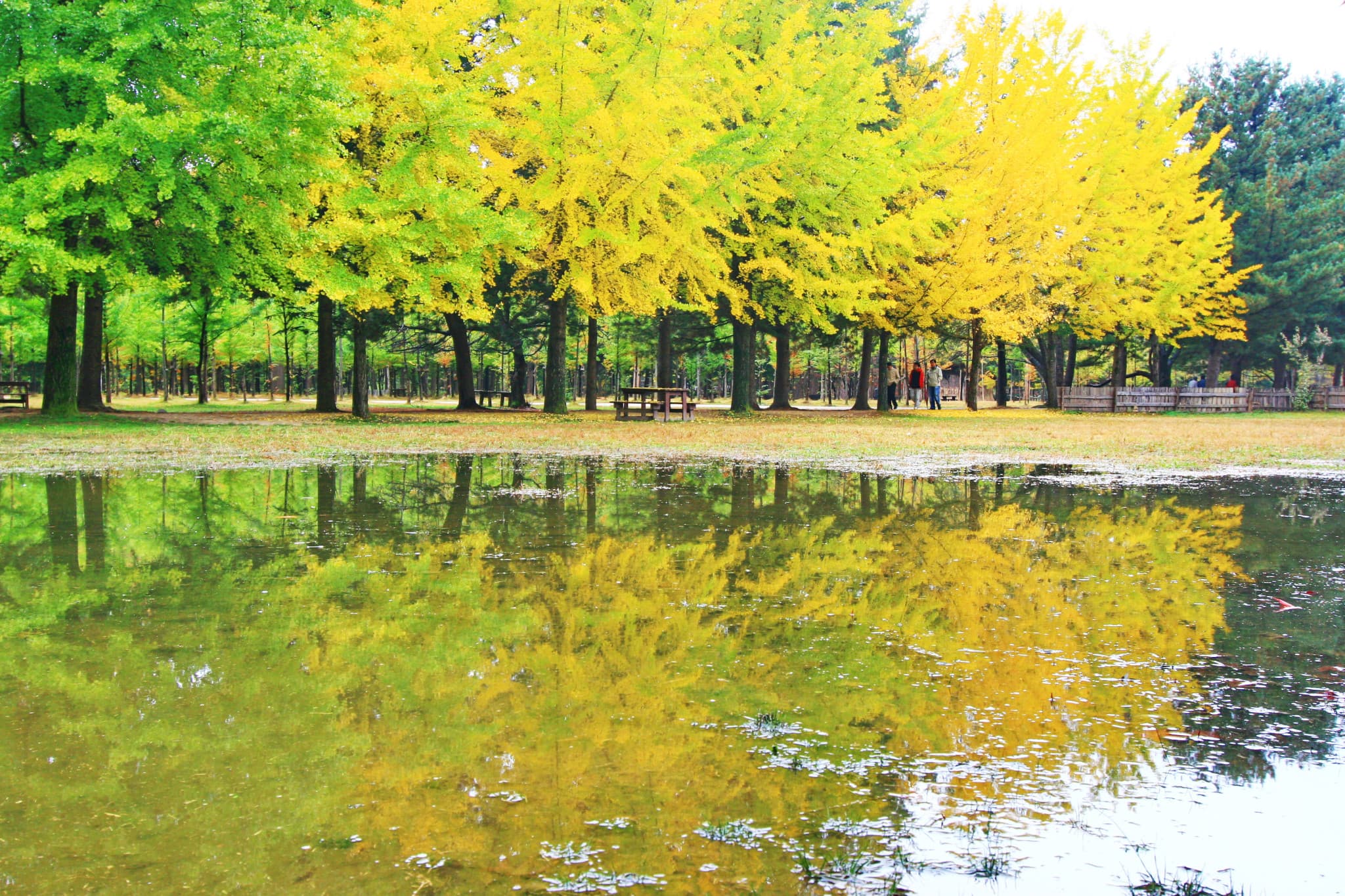 Nami Island, Mount Seorak, and Garden of Morning Calm Full-Day Tour from Seoul - image 7