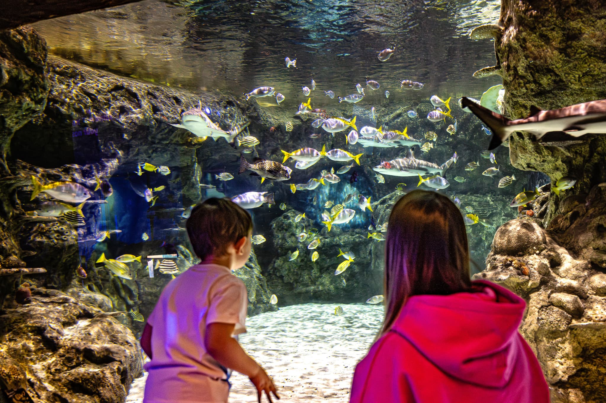 SEA LIFE Brighton Ticket - image 5