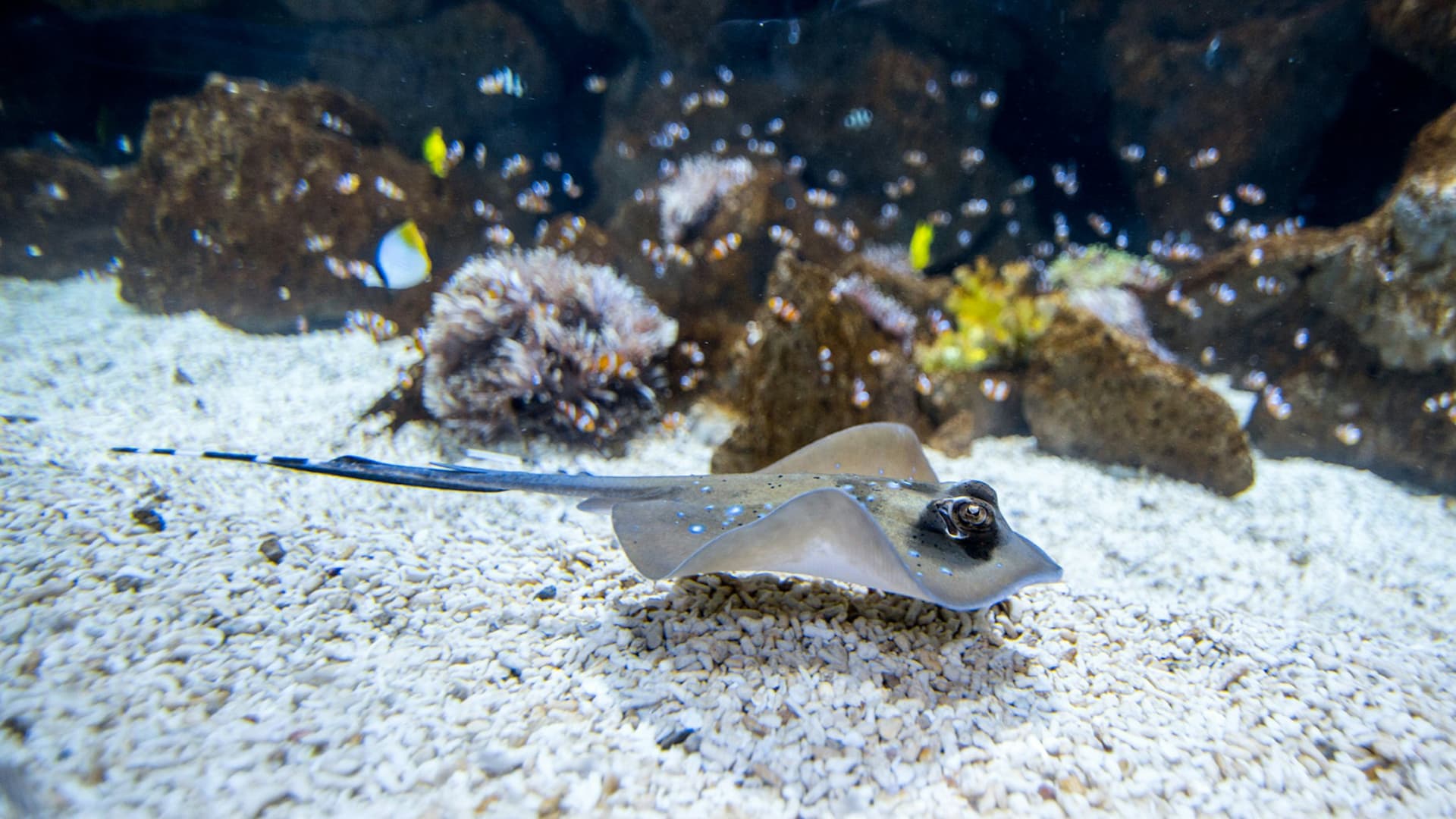 Poema del Mar - Acuario Gran Canaria: Entrada sin filas - imagen 4