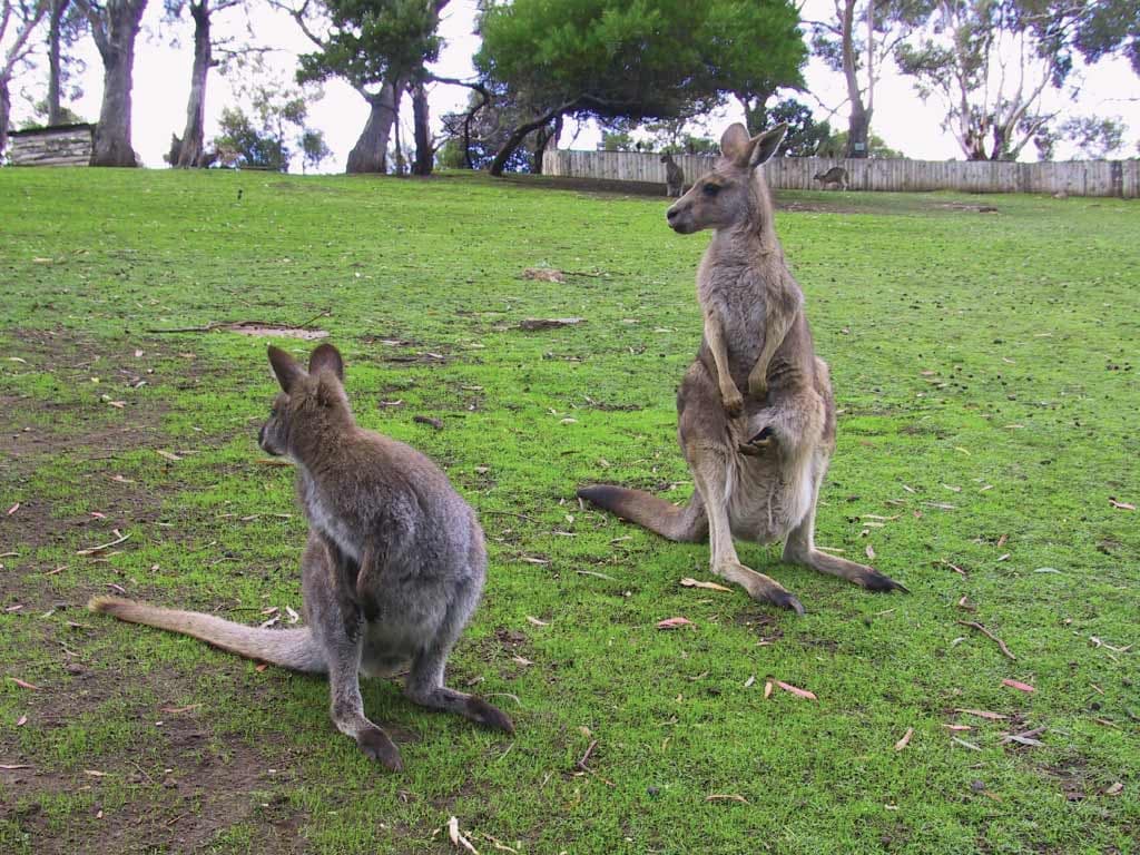 Bonorong Wildlife Sanctuary and Hobart City Tour - image 6