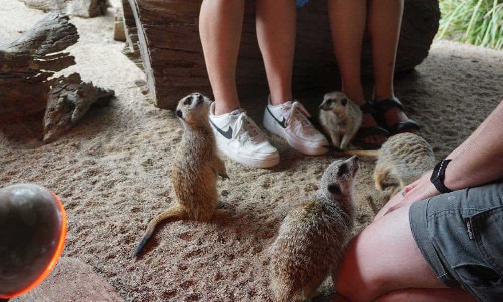 Symbio Wildlife Park Ticket - image 2
