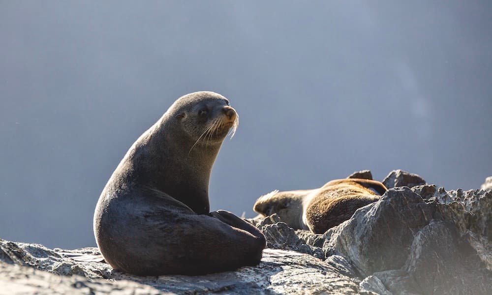 Milford Sound Cruise - image 5