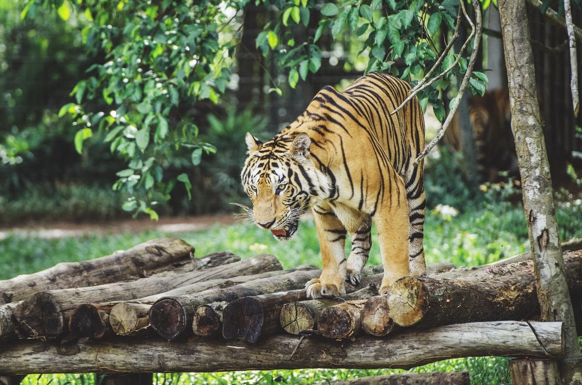 Vinpearl Safari Phu Quoc Ticket - image 8