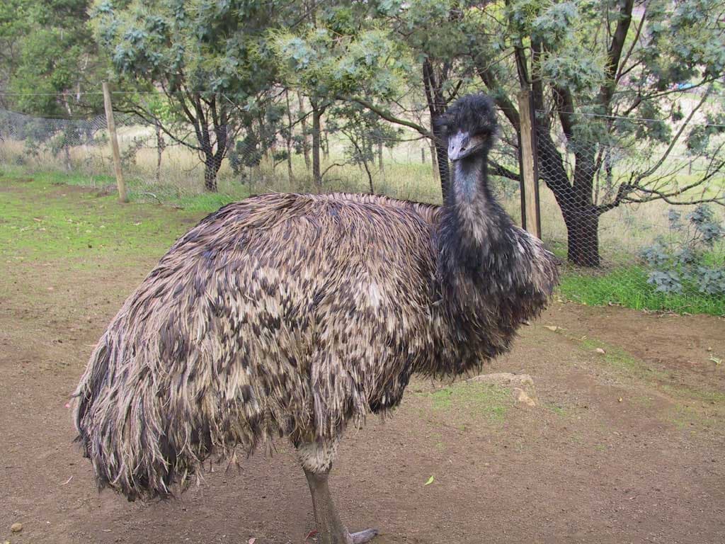 Richmond Village and Bonorong Wildlife Sanctuary Tour - image 7
