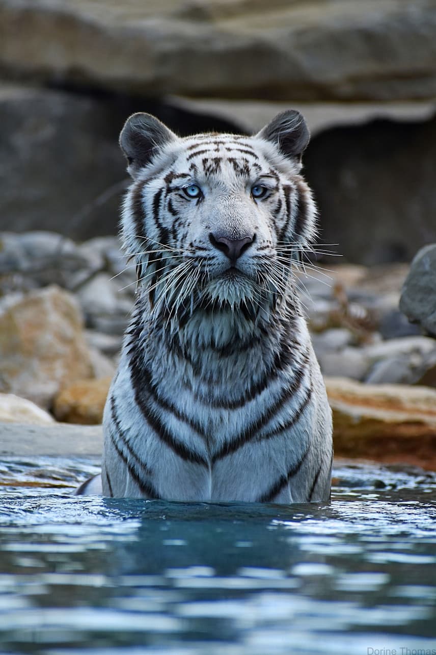 Barben Animal Park Ticket - main image